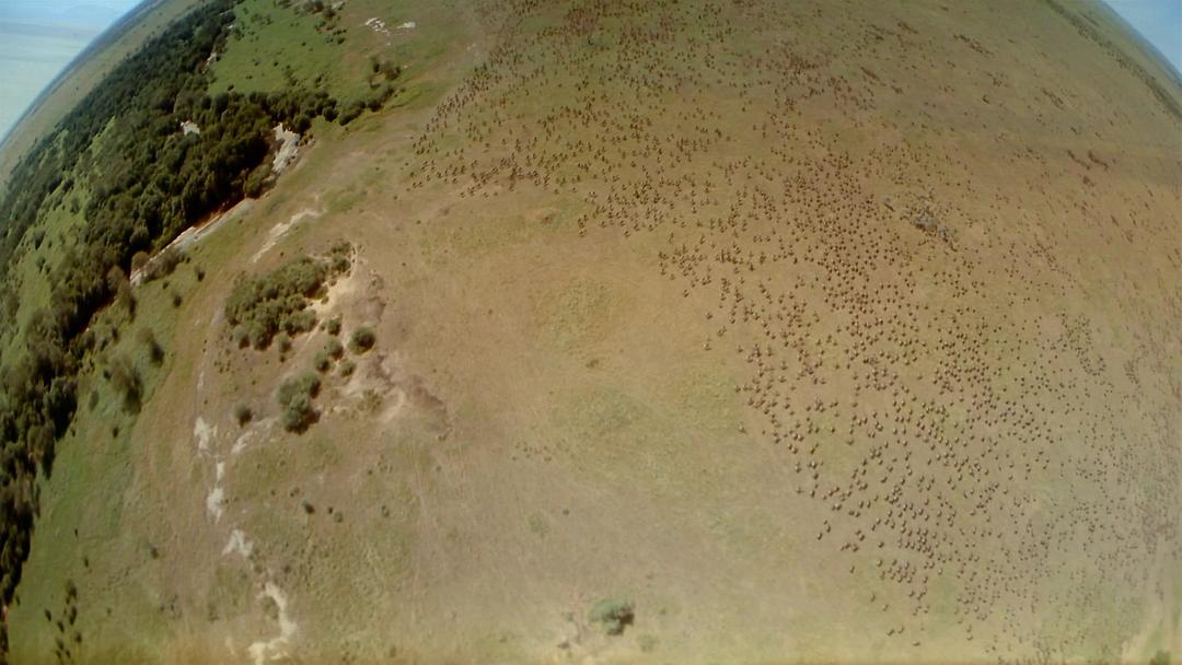 非洲：塞伦盖蒂国家公园 Africa: The Serengeti