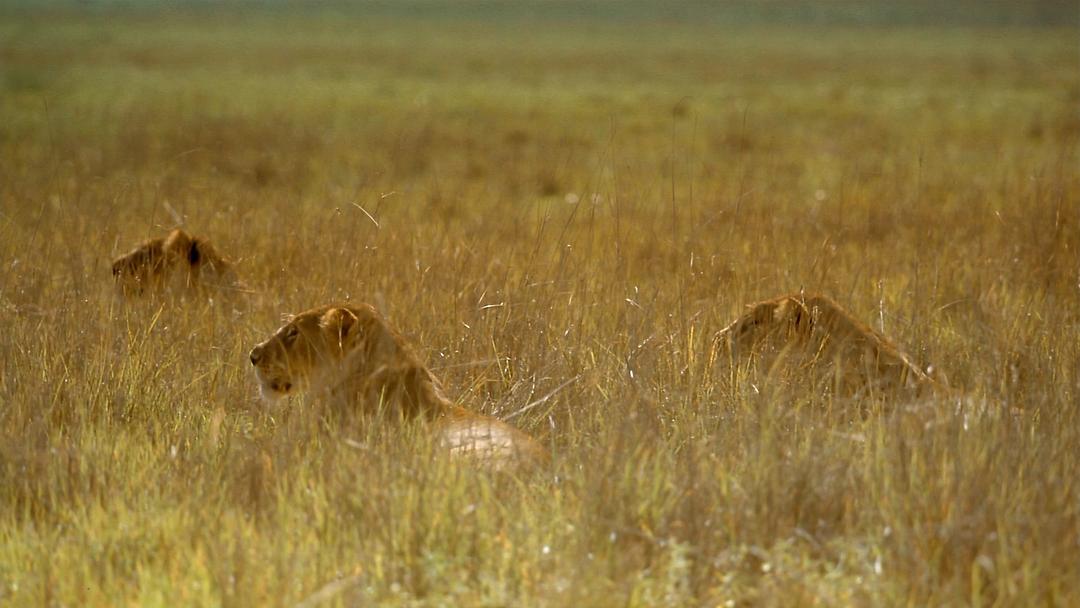 非洲：塞伦盖蒂国家公园 Africa: The Serengeti