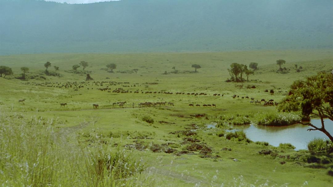 非洲：塞伦盖蒂国家公园 Africa: The Serengeti