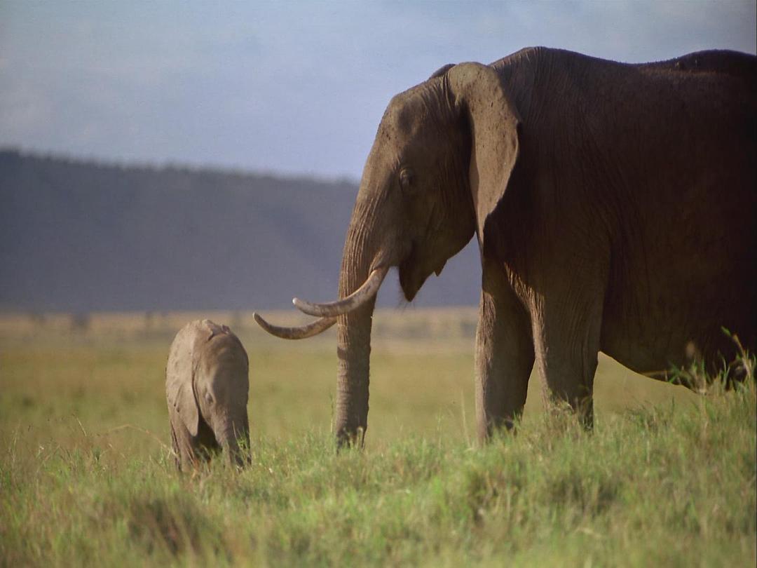 非洲：塞伦盖蒂国家公园 Africa: The Serengeti