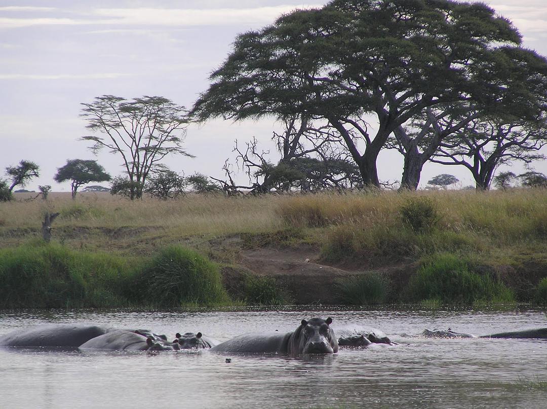 非洲：塞伦盖蒂国家公园 Africa: The Serengeti