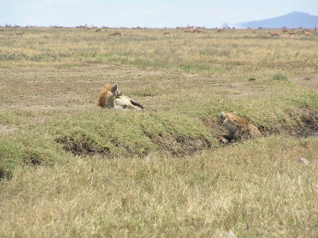 非洲：塞伦盖蒂国家公园 Africa: The Serengeti