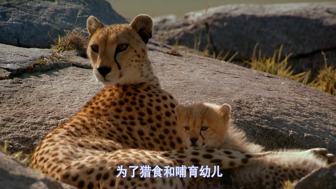 非洲：塞伦盖蒂国家公园 Africa: The Serengeti