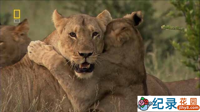 国家地理猫科动物纪录片《不守规矩的狮子 Lions Behaving Badly》全1集 720P/1080i高清纪录片资源百度云盘下载