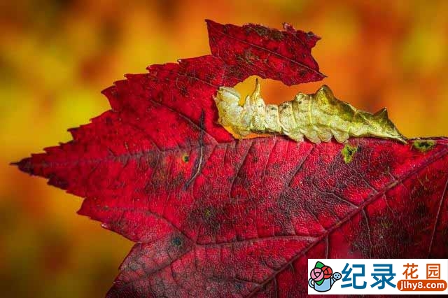 IMAX自然生态纪录片《地球最壮观的景色 Earth’s Greatest Spectacles》全3集 720P/1080i纪录片资源百度云盘下载