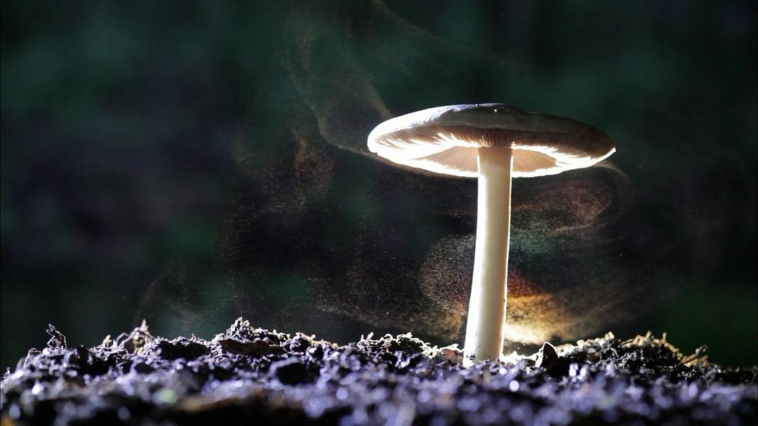 像乌鸦一样思考 考えるカラス ～科学の考え方～