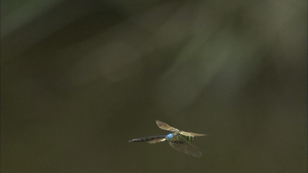 像乌鸦一样思考 考えるカラス ～科学の考え方～
