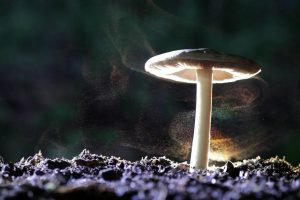 像乌鸦一样思考 考えるカラス ～科学の考え方～