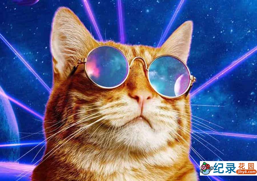 宠物趣味行为纪录片《搞笑动物集锦》第1季全16集中字 纪录片解说素材百度云盘下载 1080/MKV/19.3G