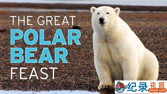 PBS野生动物纪录片《北极熊的盛宴 The Great Polar Bear Feast》全1集中字 TS/蓝光高清纪录片资源百度云盘下载