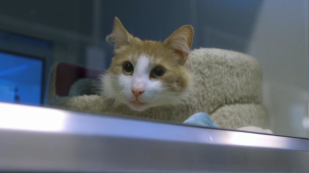 地平线系列：猫咪观察 Cat Watch 2014: The New Horizon Experiment