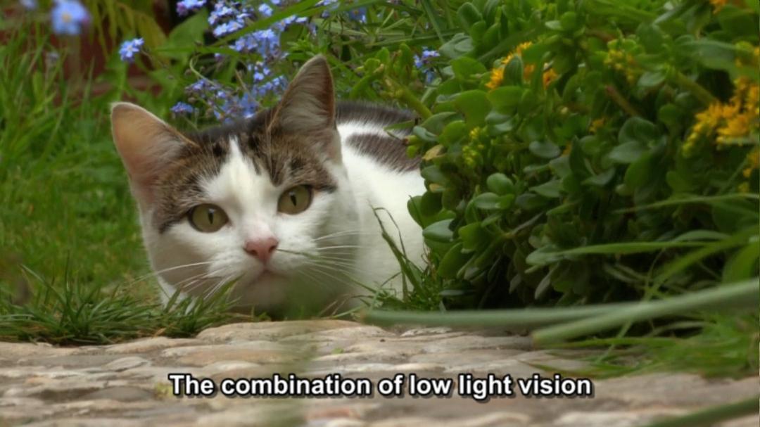 地平线系列：猫咪观察 Cat Watch 2014: The New Horizon Experiment