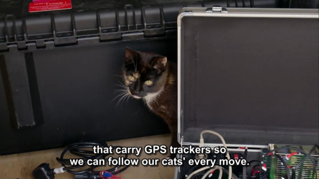 地平线系列：猫咪观察 Cat Watch 2014: The New Horizon Experiment