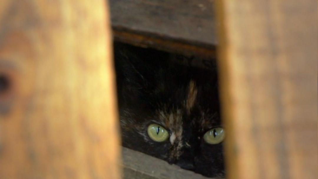 地平线系列：猫咪观察 Cat Watch 2014: The New Horizon Experiment