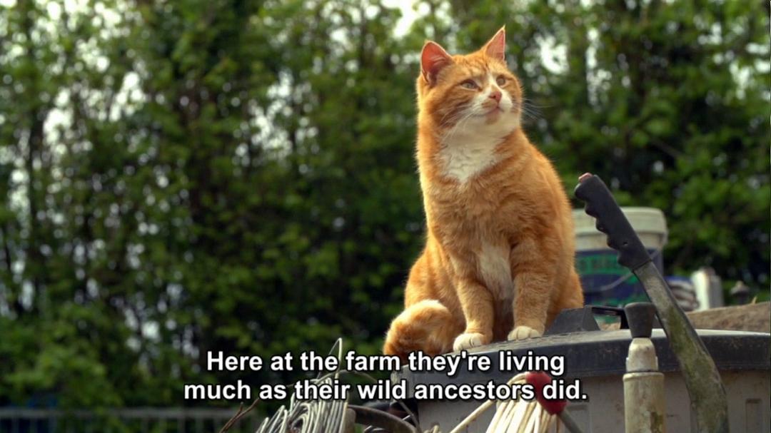 地平线系列：猫咪观察 Cat Watch 2014: The New Horizon Experiment