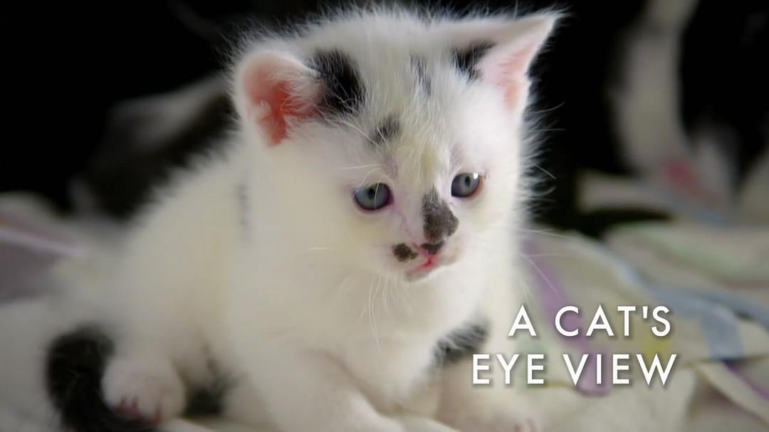 地平线系列：猫咪观察 Cat Watch 2014: The New Horizon Experiment