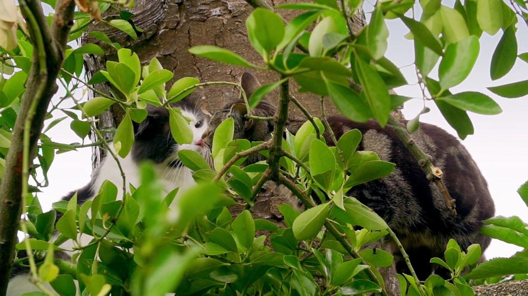 地平线系列：猫咪观察 Cat Watch 2014: The New Horizon Experiment