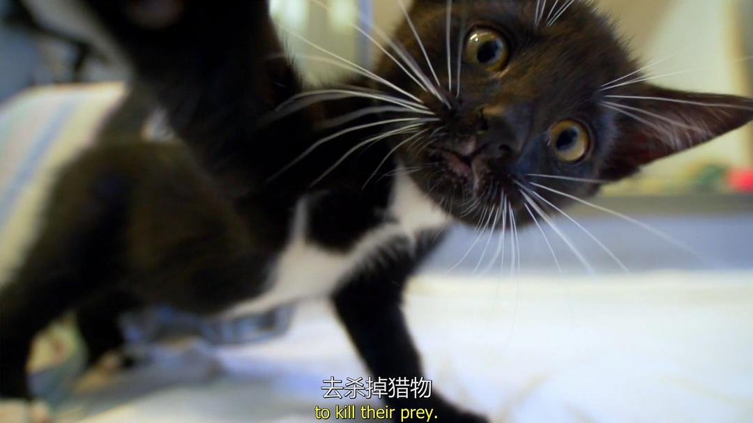 地平线系列：猫咪观察 Cat Watch 2014: The New Horizon Experiment
