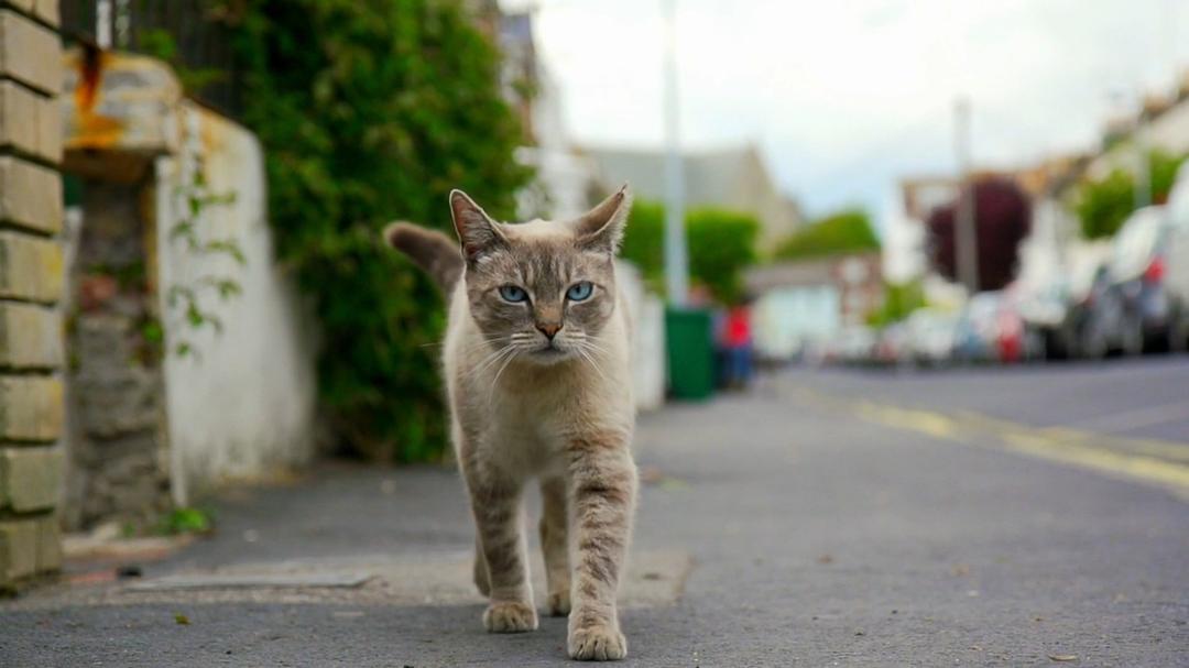 地平线系列：猫咪观察 Cat Watch 2014: The New Horizon Experiment