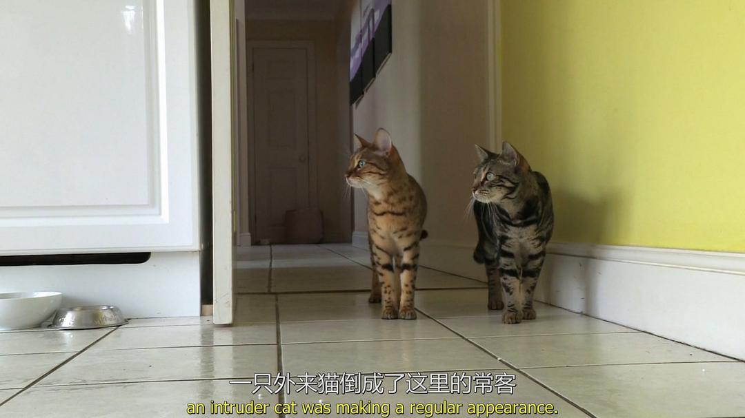 地平线系列：猫咪观察 Cat Watch 2014: The New Horizon Experiment