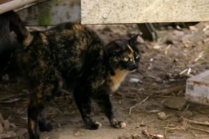 地平线系列：猫咪观察 Cat Watch 2014: The New Horizon Experiment