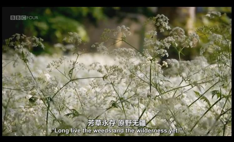 奇妙的杂草 The Wonder of Weeds