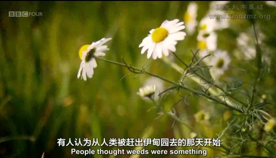 奇妙的杂草 The Wonder of Weeds