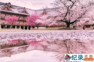 NHK日本国花纪录片《樱花树之恋 日本人和樱花的故事》全1集中字 720P/1080i高清纪录片资源百度云盘下载