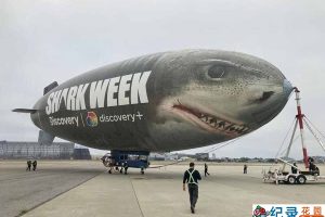 探索频道鲨鱼研究纪录片《鲨鱼周 2012 Shark Week》全9集中字 纪录片解说素材百度云盘下载 1080/MP4/21.8G