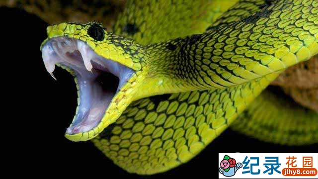 央视爬行生物纪录片《蛇影迷踪》全1集 TS/蓝光高清纪录片资源百度云盘下载