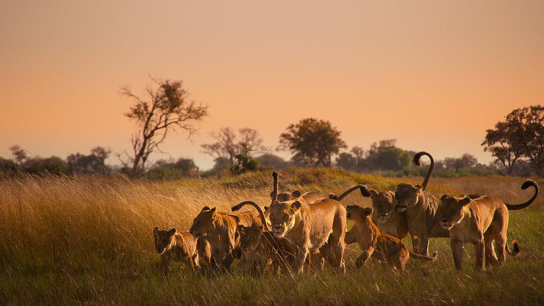 幸存的天堂 Surviving Paradise: A Family Tale