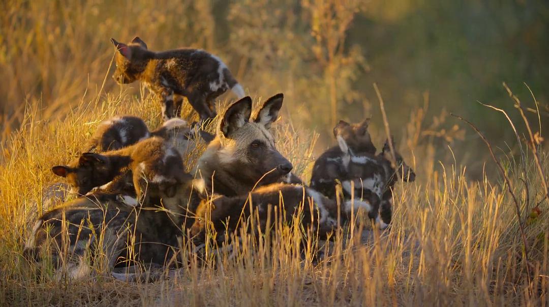 幸存的天堂 Surviving Paradise: A Family Tale