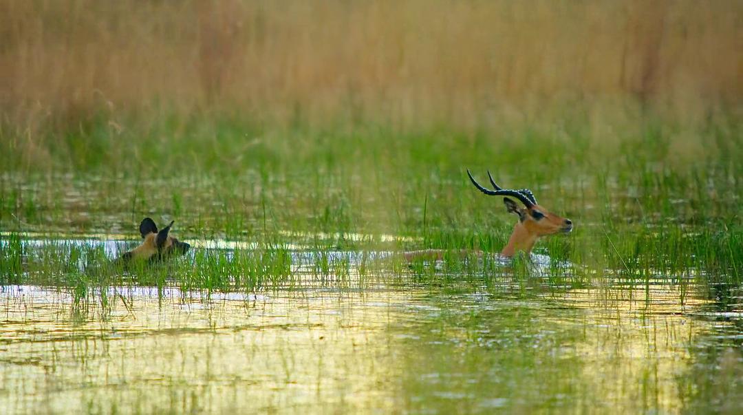 幸存的天堂 Surviving Paradise: A Family Tale