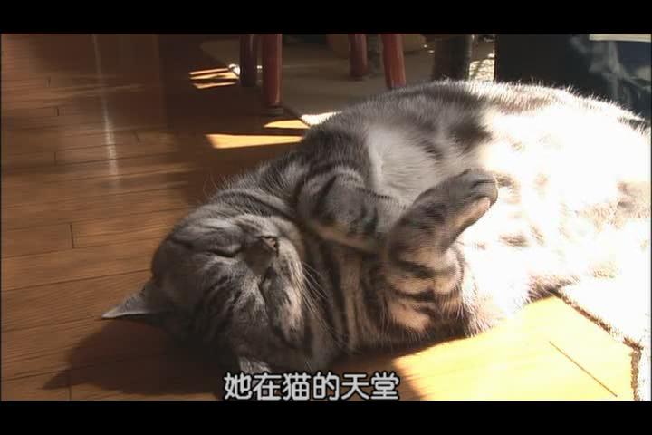 猫咪物语2 にゃんこ THE MOVIE2