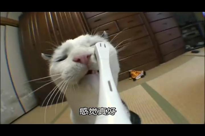 猫咪物语2 にゃんこ THE MOVIE2