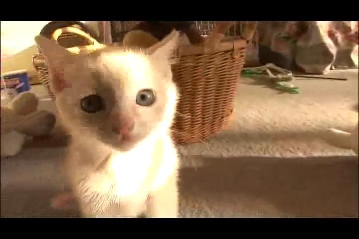 猫咪物语2 にゃんこ THE MOVIE2