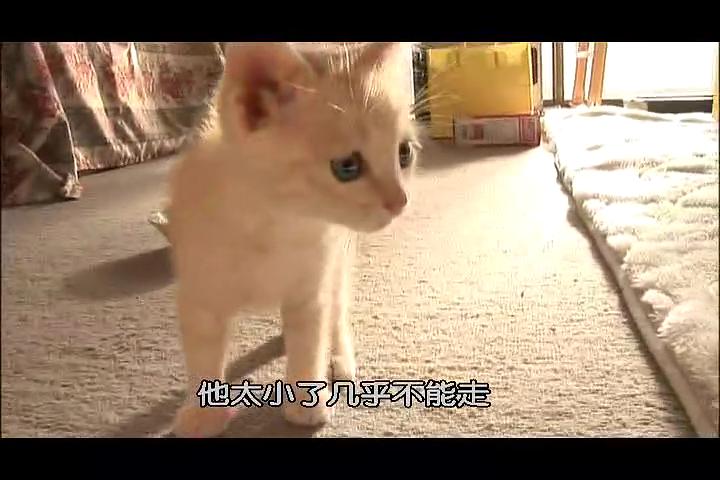 猫咪物语2 にゃんこ THE MOVIE2