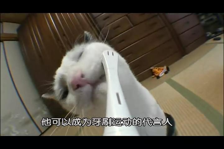 猫咪物语2 にゃんこ THE MOVIE2