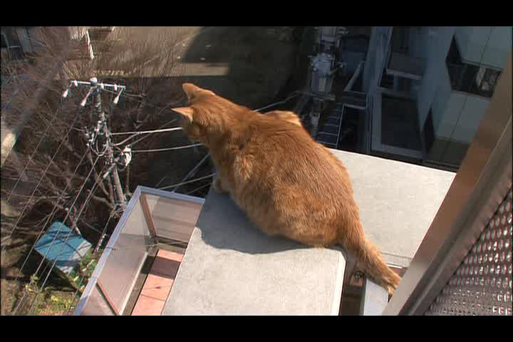 猫咪物语2 にゃんこ THE MOVIE2