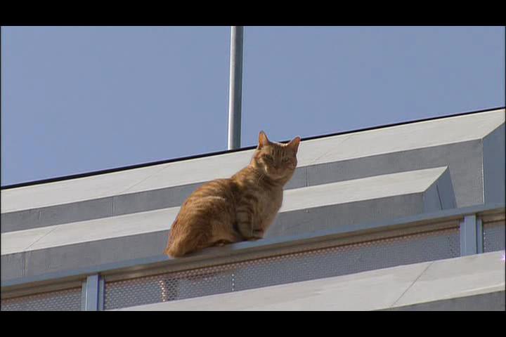 猫咪物语2 にゃんこ THE MOVIE2