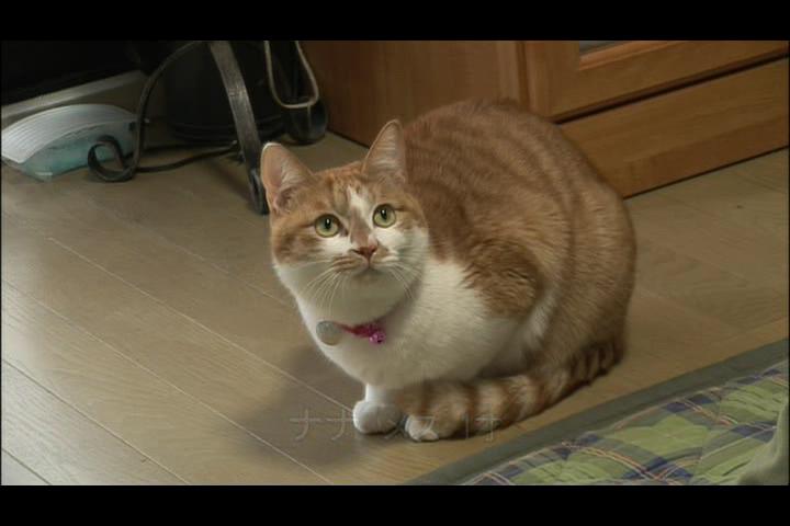 猫咪物语2 にゃんこ THE MOVIE2