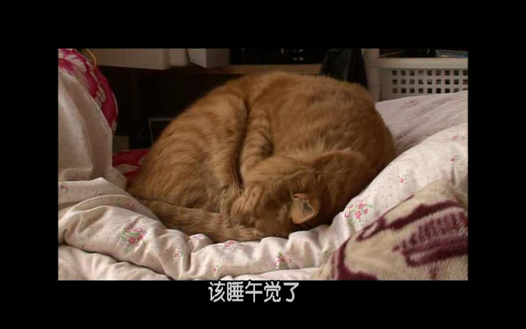 猫咪物语2 にゃんこ THE MOVIE2