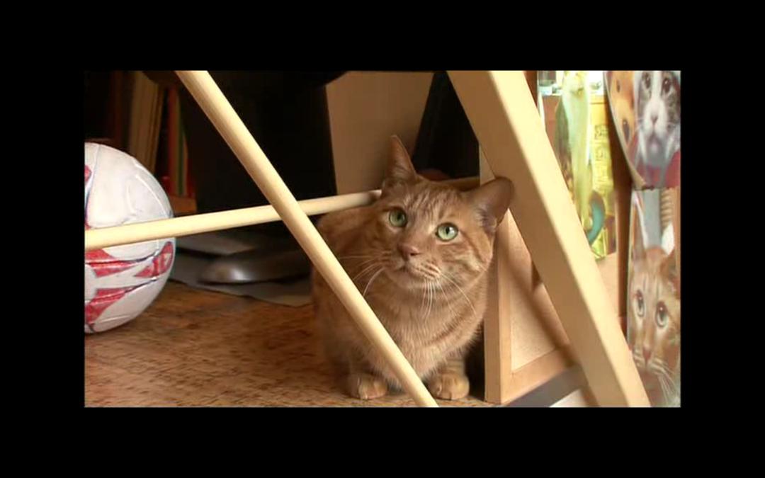 猫咪物语2 にゃんこ THE MOVIE2