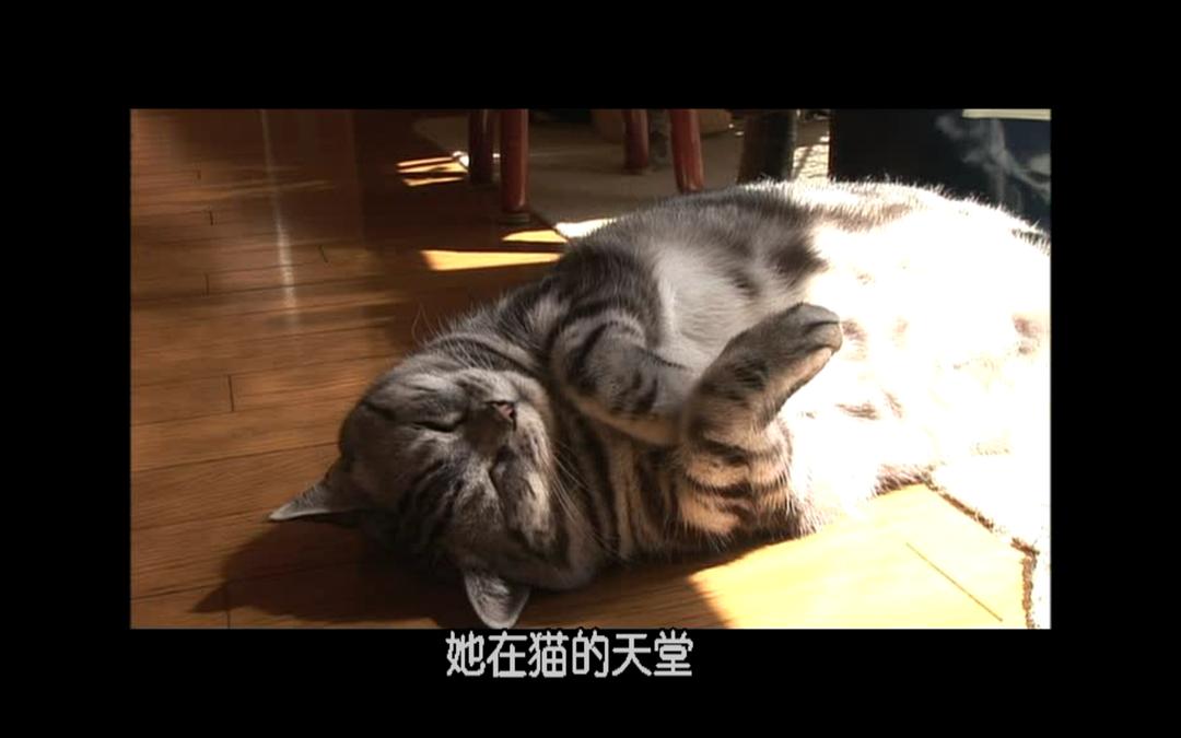 猫咪物语2 にゃんこ THE MOVIE2