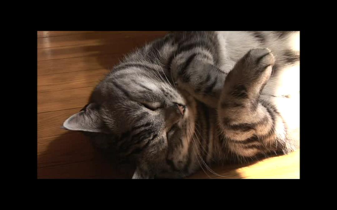 猫咪物语2 にゃんこ THE MOVIE2