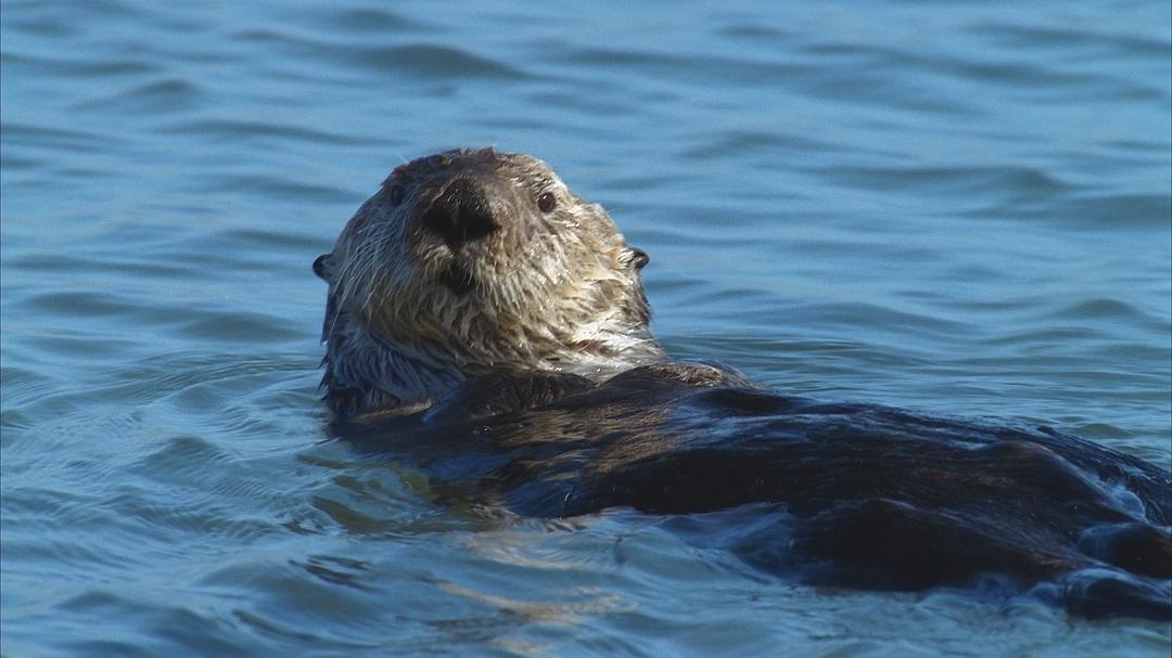 海洋王国 Le Peuple des Océans