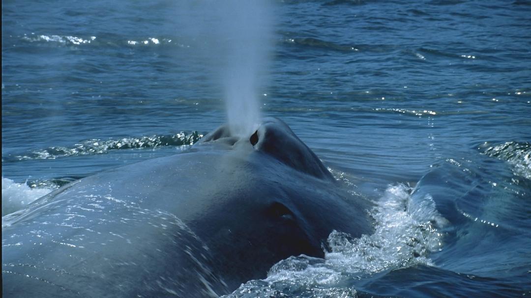 海洋王国 Le Peuple des Océans