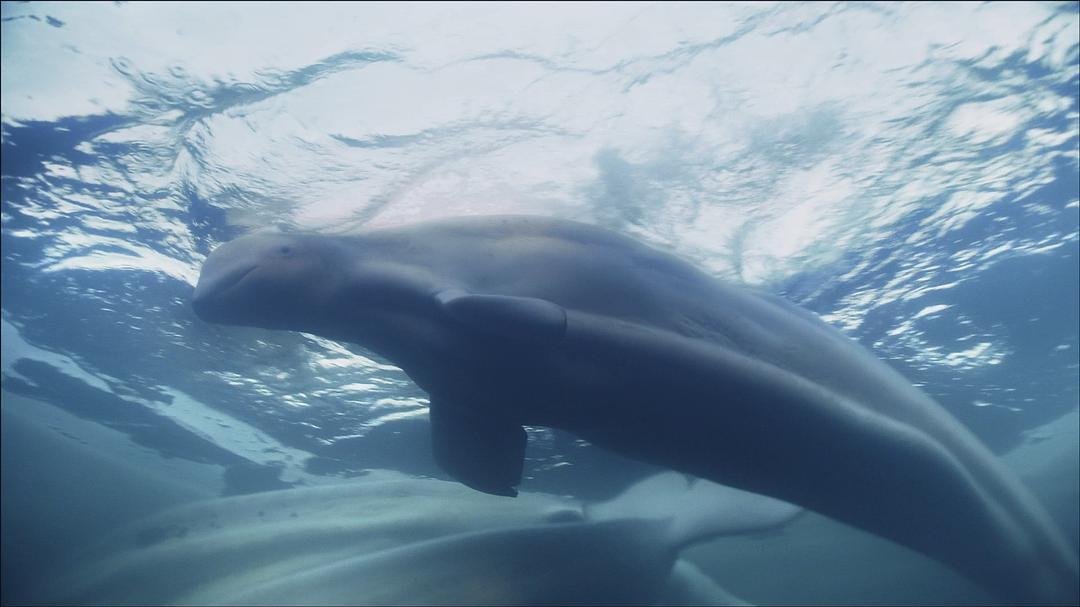 海洋王国 Le Peuple des Océans