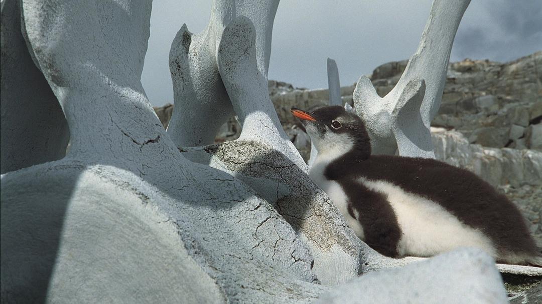 海洋王国 Le Peuple des Océans