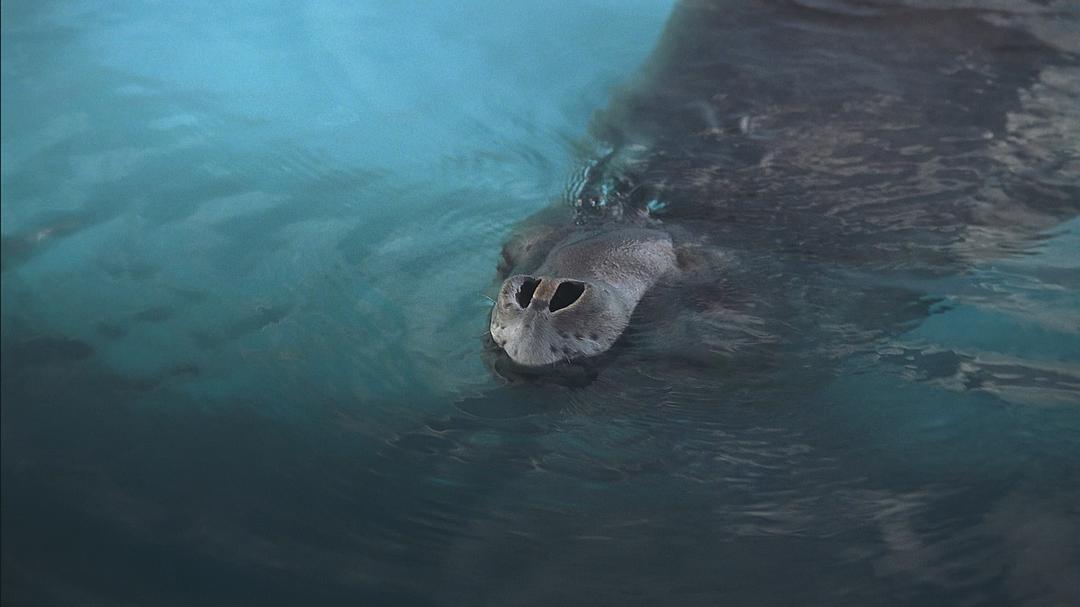 海洋王国 Le Peuple des Océans